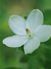 Closeup white petals of water jasmine flowers plants in garden with green blurred background ,macro image, soft focus for card design