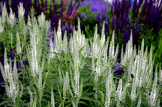 Compact, undemanding, medium-high perennial. Unusual, pure white flowers that are also suitable for cutting and will last a long time in a vase. Use in mixed perennial plantings