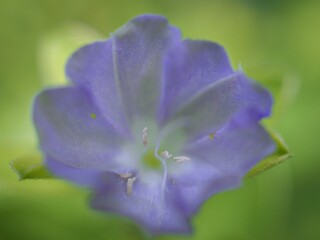 Closeup blue petals of Evolvulus morning-glory flower plants in garden with green blurred background ,macro image and soft focus ,sweet color for card design