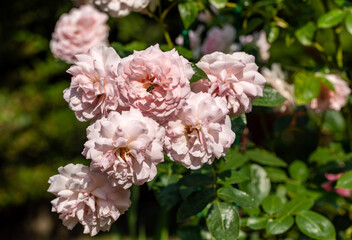 Blooming flowers of roses on the branch in the garden