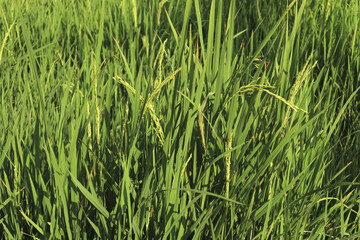 Close up of green paddy rice,organic rice.