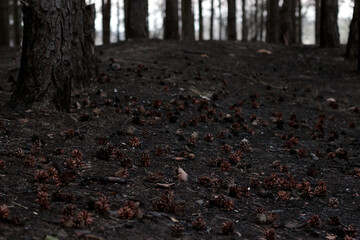 Fallen cones in a pine forest. The pine forest is full of cones