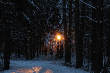 Winter sun through the forest. Sunbeams through the forest.