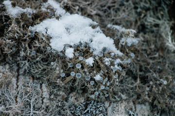lichen on stone