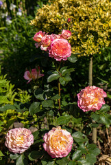 Colorful roses flowers on the branch in the garden