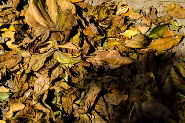 Colorful backround image of fallen autumn leaves perfect for seasonal use