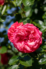 Red roses flowers on the branch in the garden