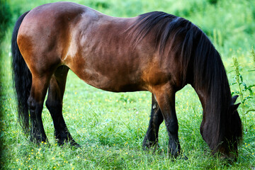 A horse in the field. Seen from the forest. Shot in Oslo, Hestehagen. 