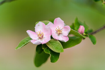 quince tree flowers