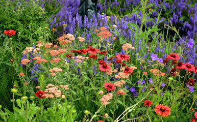 is a distant glowing conifer with flowers glowing shade of warm red with a mixture of dark orange....