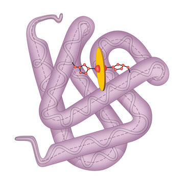 Structure of human myoglobin molecule