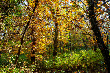 Forest with the colors of autumn