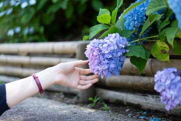 紫陽花と女性と手