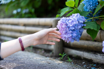 紫陽花と女性と手