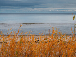 View on calm water of Riga gulf Baltic sea, Jurmala area. Warm tall grass in foreground, Calm blue sky in the background. Nobody. Latvia.