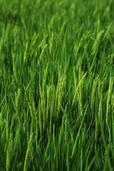 Fototapeta na wymiar grass, green, field, nature, plant, agriculture, summer, spring, wheat, meadow, farm, crop, rice, growth, texture, food, lawn, fresh, outdoors, close-up, paddy, environment, natural, landscape, macro