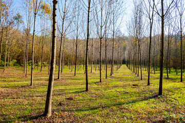 Rows of trees planted for reforestation