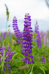lavender flowers in the garden