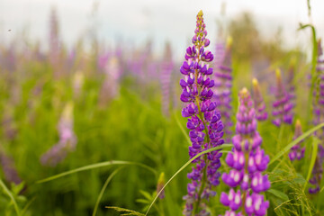 field of lavender