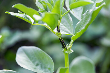 Colony of black aphids on the stem of a plant