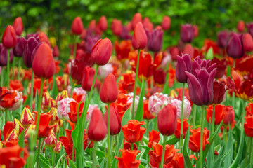 Fototapeta na wymiar Red purple colourful tulips Netherlands fields
