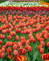 Tulip fields colourful springtime Netherlands