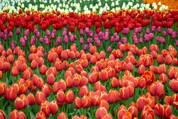 Tulip fields colourful springtime Netherlands