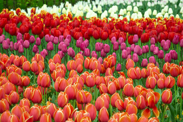 Tulip fields colourful springtime Netherlands