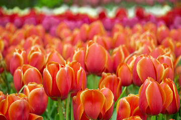 Tulip fields colourful springtime Netherlands close-up