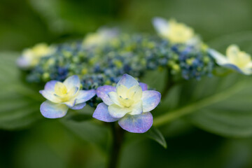 木漏れ日と紫陽花の花　千葉県　日本
