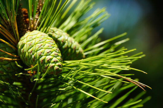 Green pine branch with a young green cone. Fluffy branch of a green spruce. Close-up. Green fir background