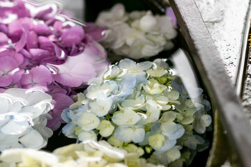 Obraz premium 木漏れ日と紫陽花の花 千葉県 日本