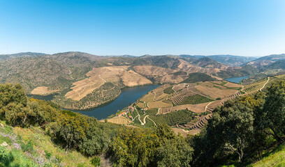 Fototapeta na wymiar View of the terraced vineyards in the Douro Valley and river near the village of Pinhao, Portugal. Concept for travel in Portugal and most beautiful places in Portugal.