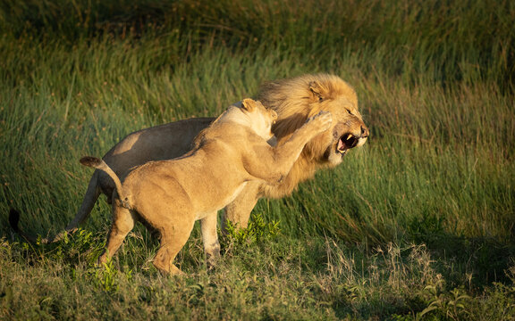 Mating pair male lion and lioness fighting with each other in Ndutu Tanzania