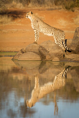 Vertical portrait of an adult female cheetah posing on a rock with its reflection in the water at sunset in Kruger Park South Africa