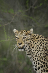 Old male leopard vertical portrait with dark green background in Kruger Park South Africa