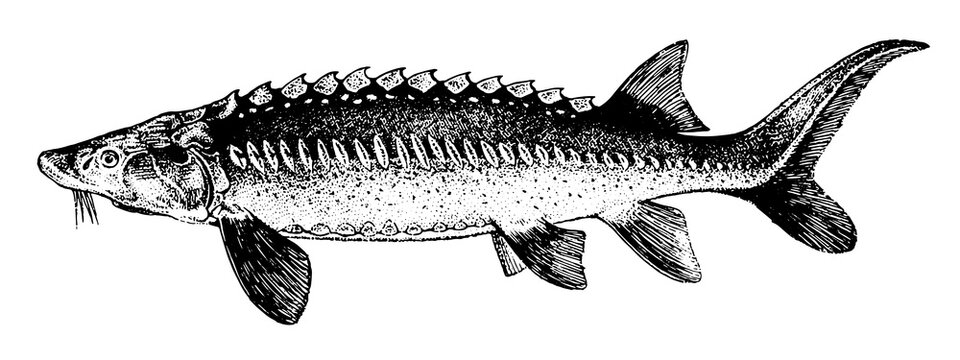 White Sturgeon, Fish collection. Healthy lifestyle, delicious food. Hand-drawn images, black and white graphics.