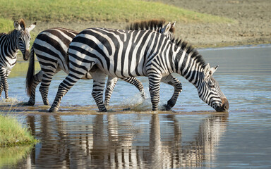 Fototapeta na wymiar Zebra herd drinking water in Ngorongoro Crater in Tanzania
