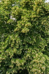 A beautiful big and green lime-tree (basswood, linden)