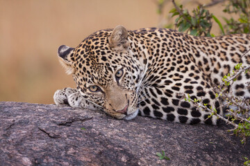 Fototapeta na wymiar A horizontal portrait of a leopard's face resting on its paws lying on a tree branch in Masai Mara Kenya