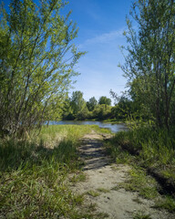 road through the forest to the lake