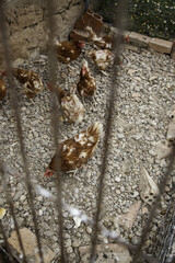 Chickens eating in a cage