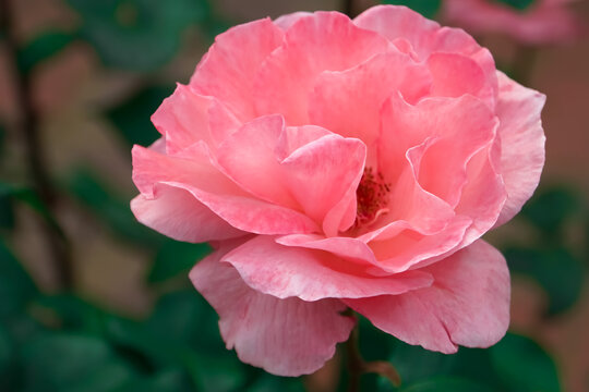 Single soft pink fluffy garden rose on a dark background close-up. Big bud of a delicate elegant rose