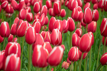 Tulip fields red white Netherlands close-up