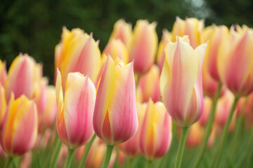 Obraz na płótnie Canvas Yellow and pink pastel tulips Netherlands fields close-up