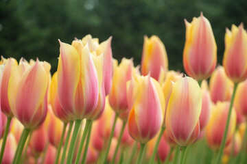 Yellow and pink pastel tulips Netherlands fields close-up