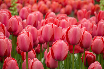 Beautiful pink coral tulips