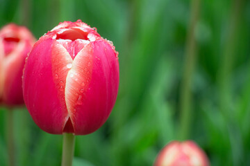 Beautiful tulip pink red white close-up