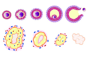 Ovulation chart. Female menstrual cycle