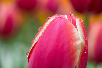 Beautiful tulip pink red white close-up